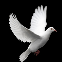 thedove